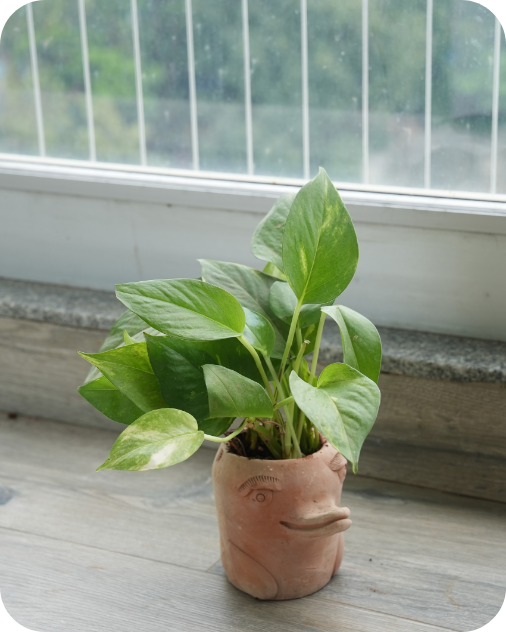 Mini Flora-Fin Dolphin