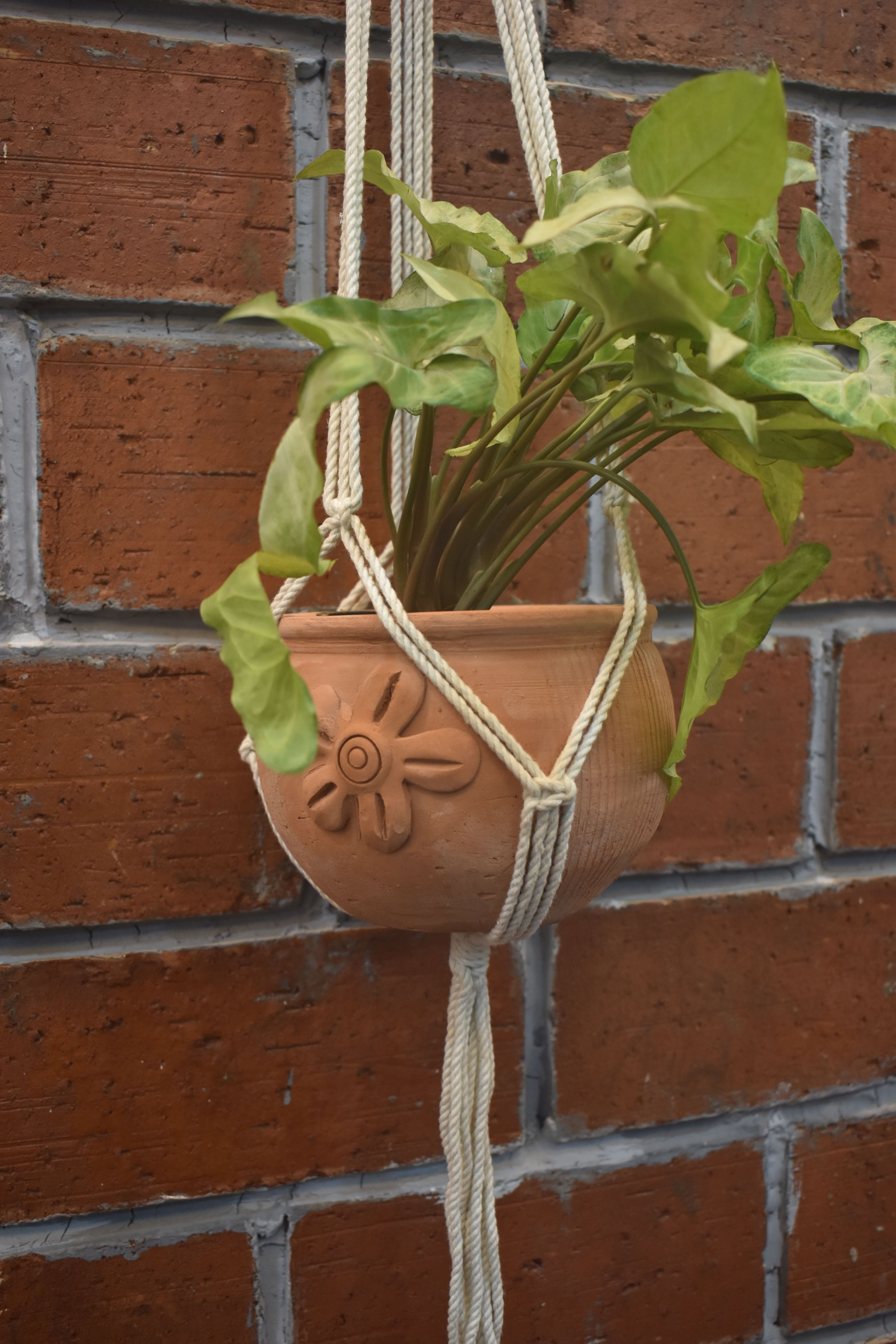 Fern- Macramé -Planter -Combo