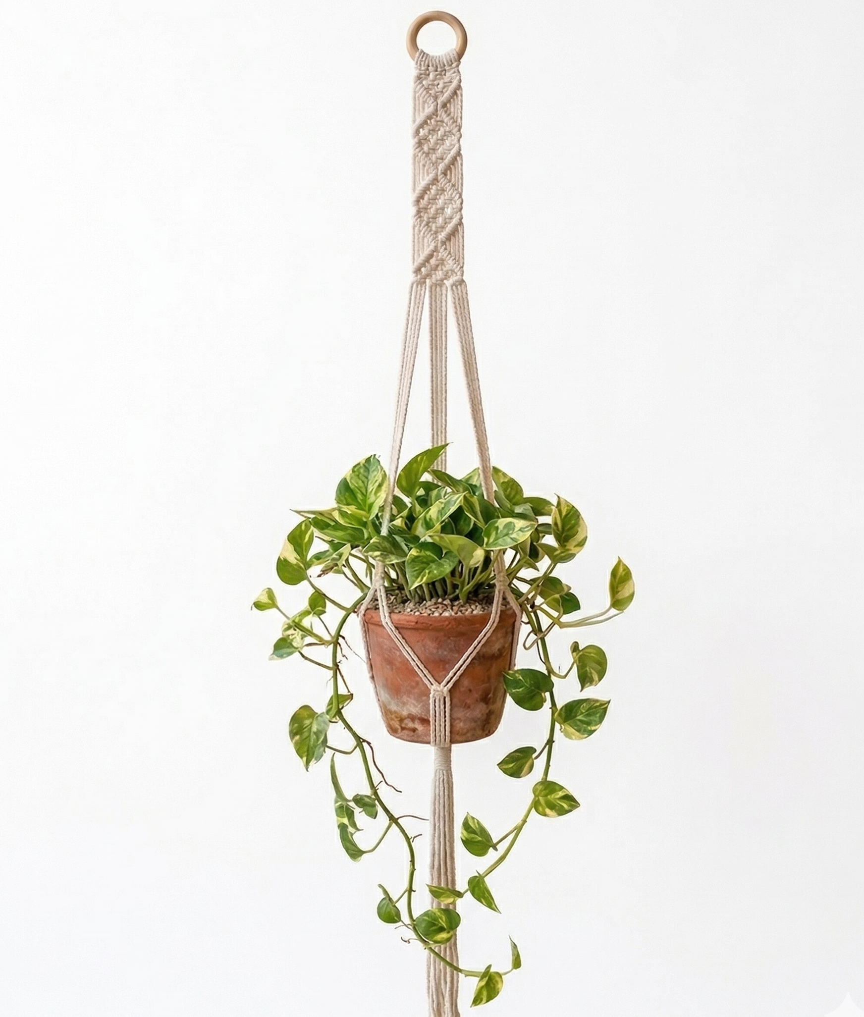 Fern-Macramé Plant Holder