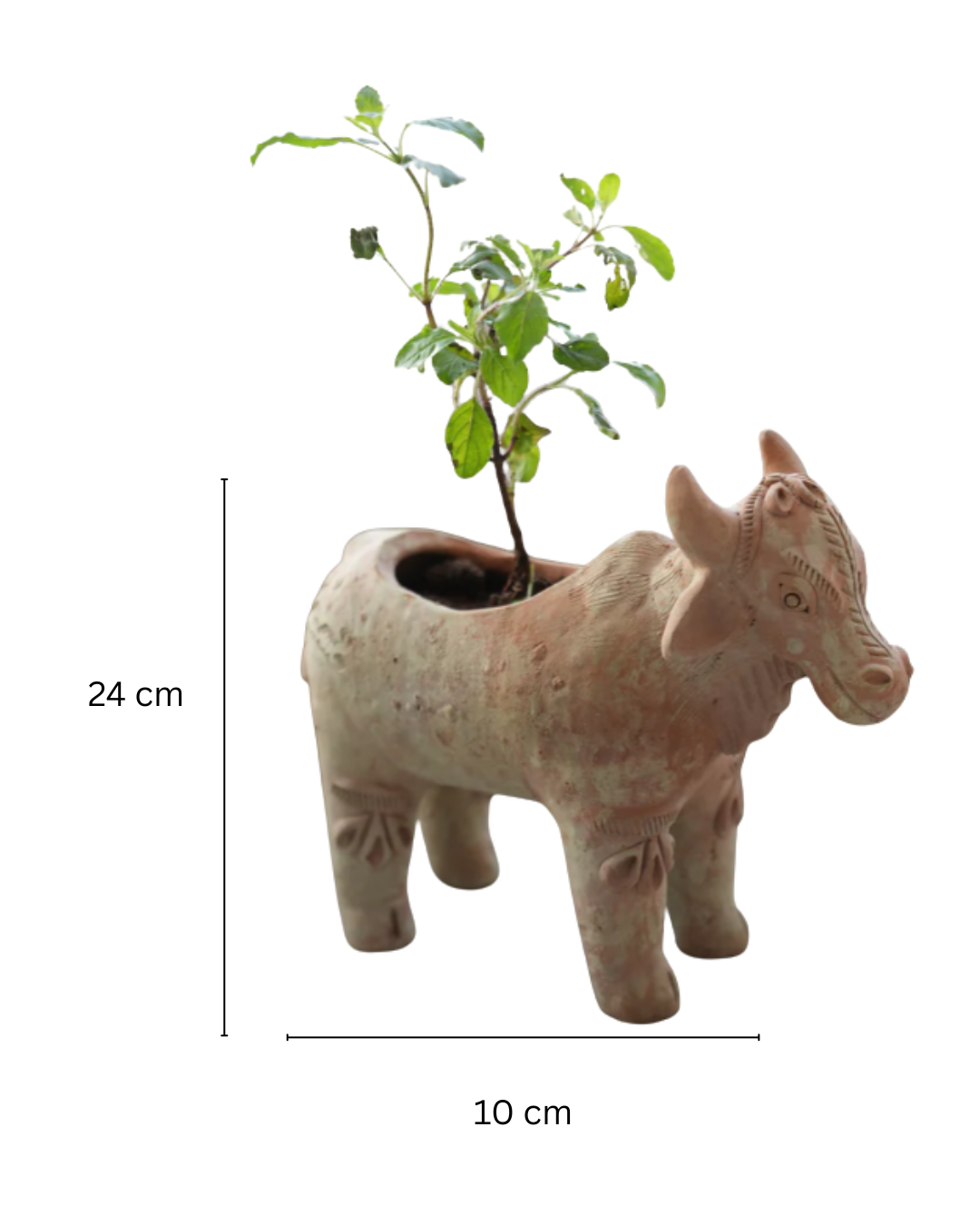 Meadow Cow
