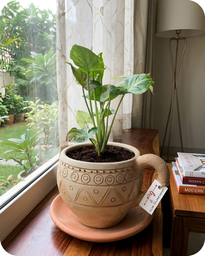 Cup-Saucer (Big)