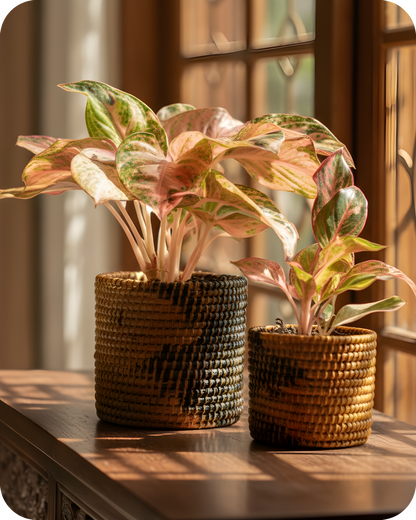 SOIL &amp; STILLNESS (SET OF 2)