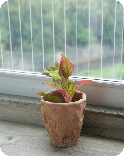 Contemporary Long  Twisted