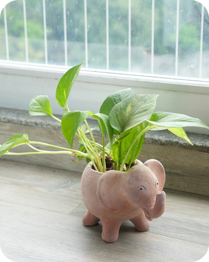Gifting Desk Planters
