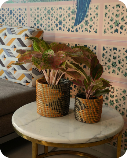 SOIL &amp; STILLNESS (SET OF 2)