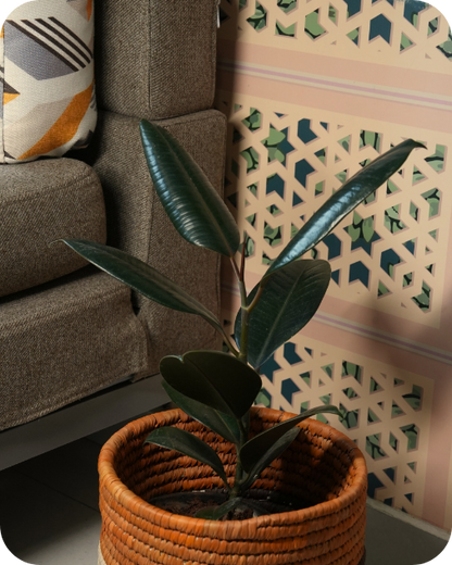 HAVEN OF HUSK ORIGIN