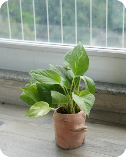 Mini Flora-Fin Dolphin