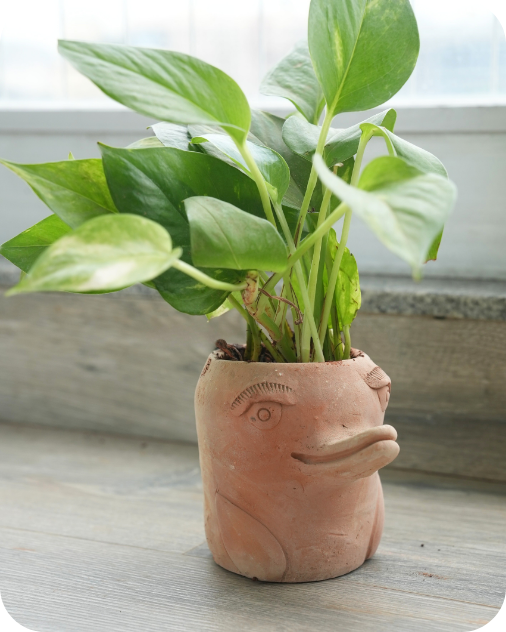 Mini Flora-Fin Dolphin