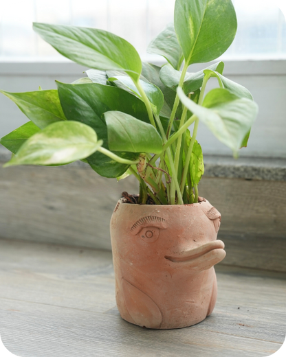 Mini Flora-Fin Dolphin