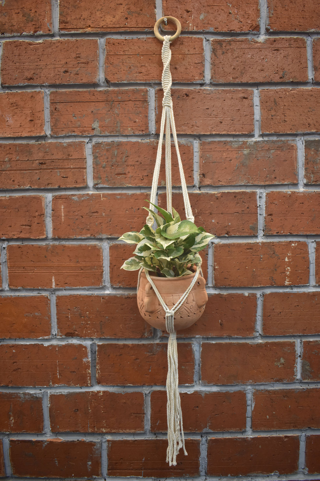 Hazel-Macramé - Planter- Combo