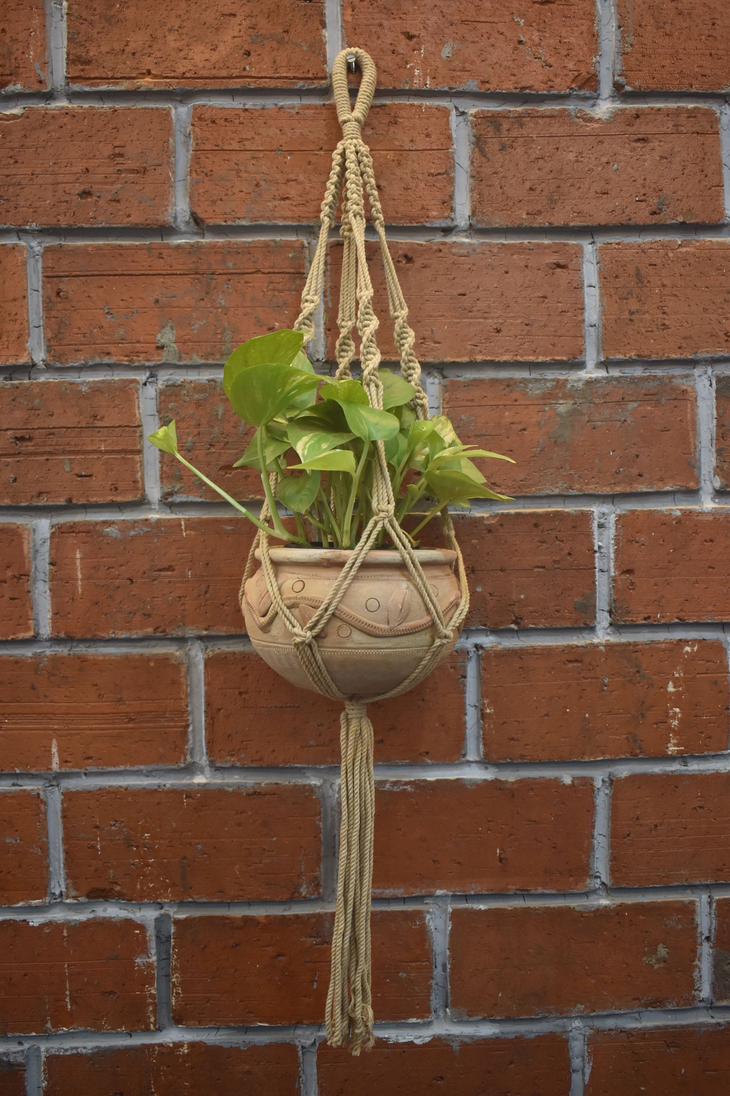 Ivy-Macramé-Planter- Combo