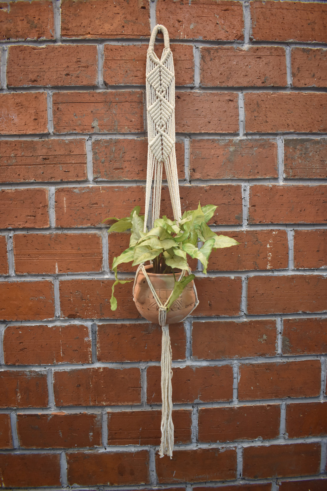 Maple-Macramé Planter- Combo