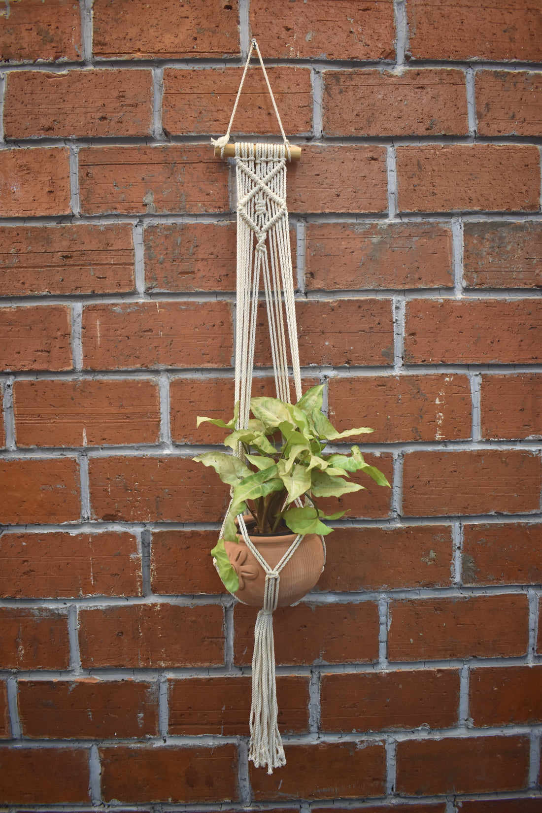 Nova-Macramé- Planter- Combo