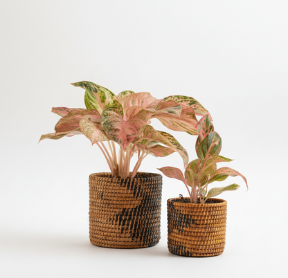SOIL &amp; STILLNESS (SET OF 2)