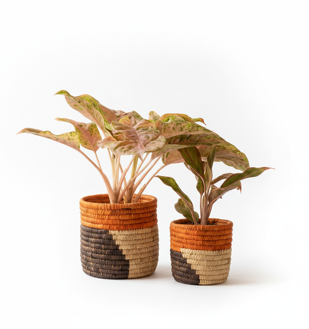 HAVEN OF HUSK  (SET OF 2)